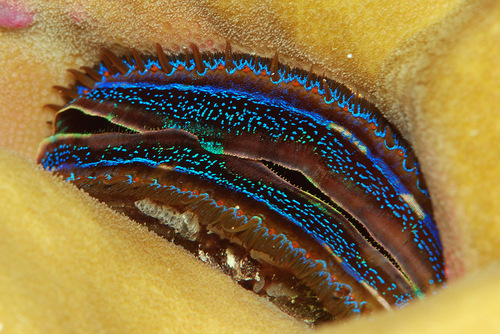 Iridescent Scallop