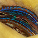海菊海扇蛤 - Photo 由 uwkwaj 所上傳的 (c) uwkwaj，保留部份權利CC BY-NC