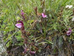 Pedicularis kerneri