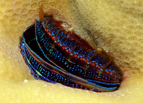 Iridescent Scallop