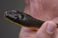 Phrynonax poecilonotus