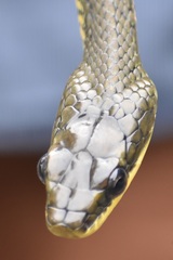 Phrynonax poecilonotus