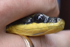 Phrynonax poecilonotus