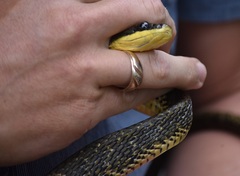 Phrynonax poecilonotus