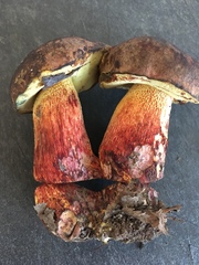 Boletus billieae