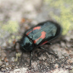 Astylus aulicus