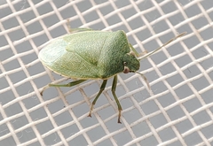 Acrosternum millierei