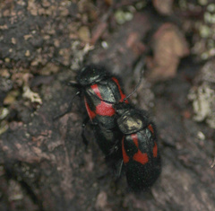 Astylus aulicus