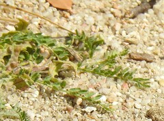 Biserrula pelecinus