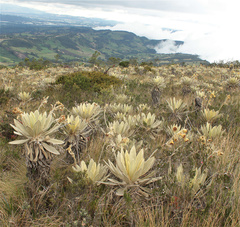 Espeletia barclayana