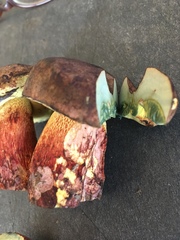 Boletus billieae