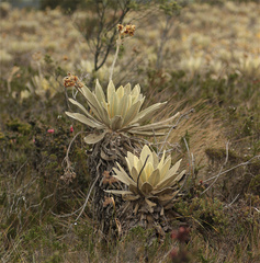 Espeletia