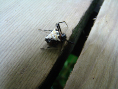 Verrucosa