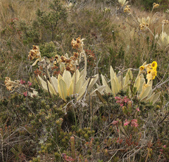 Espeletia barclayana