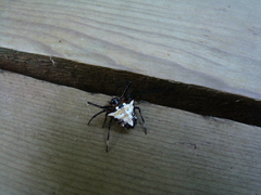 Verrucosa