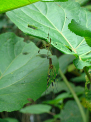 Trichonephila clavipes