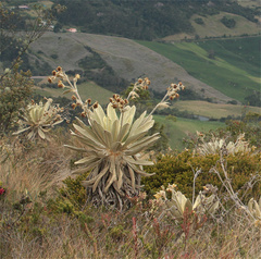 Espeletia