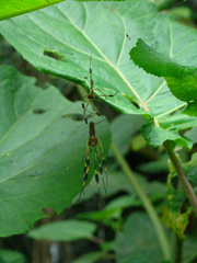 Trichonephila clavipes