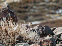 Upucerthia dumetaria