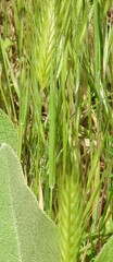 Hordeum murinum leporinum