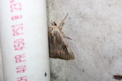 Catocala herodias gerhardi