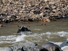 Speculanas specularis