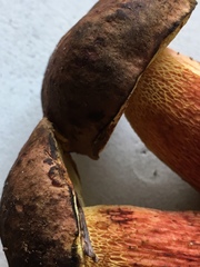 Boletus billieae