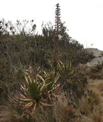 Puya