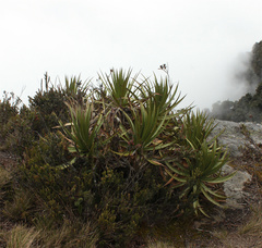 Puya