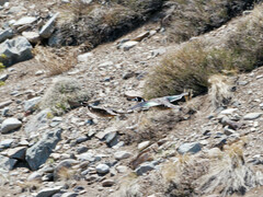 Speculanas specularis