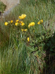 Potentilla grandiflora