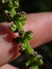 Triglochin maritima