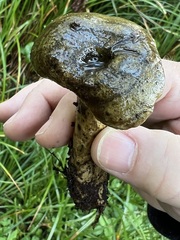 Lactarius olivaceoumbrinus