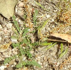 Biserrula pelecinus