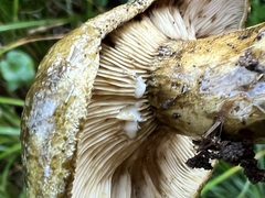 Lactarius olivaceoumbrinus