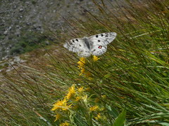 Parnassius phoebus