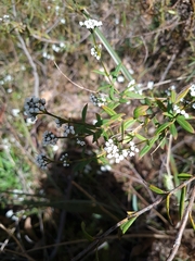 Logania recurva