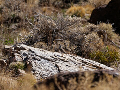 Thinocorus orbignyianus