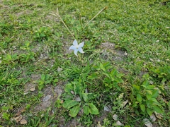 Nicotiana longiflora