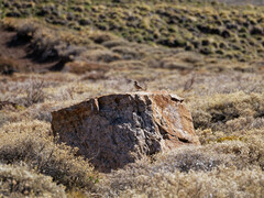 Upucerthia dumetaria