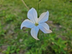Nicotiana longiflora