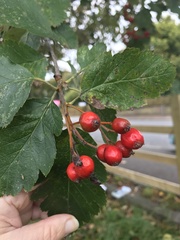Scandosorbus intermedia