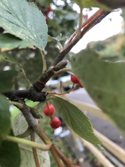 Scandosorbus intermedia