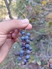 Vitis cinerea