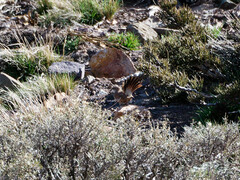 Ochetorhynchus ruficaudus