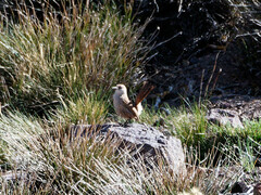 Ochetorhynchus ruficaudus