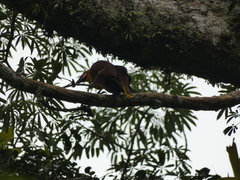 Psarocolius bifasciatus