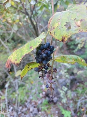 Vitis cinerea