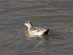 Lophonetta specularioides