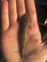 Platycephalus fuscus